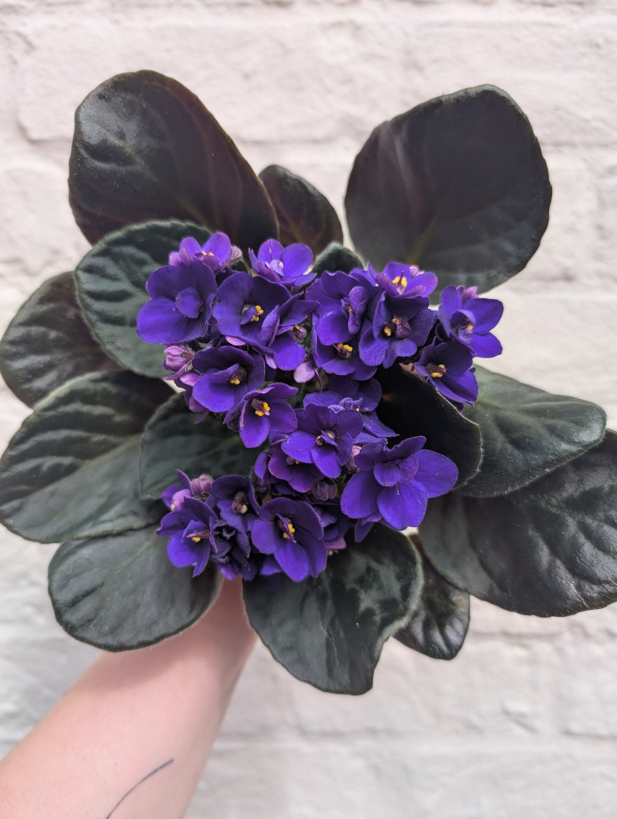 Saintpaulia ionantha (African Violet) - SGP Garden Ltd