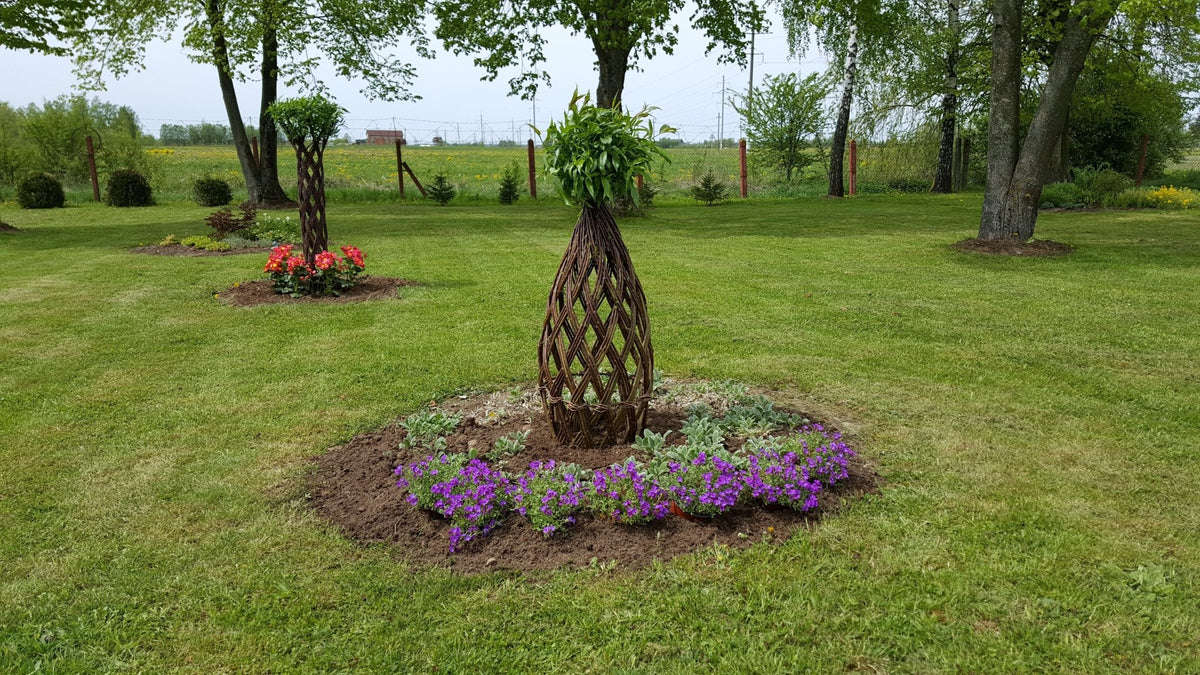 Salix Hybrid Americana Living Braided Willow Tree Sculpture 50cm, 15cm pot (50-02) - SGP Garden Ltd