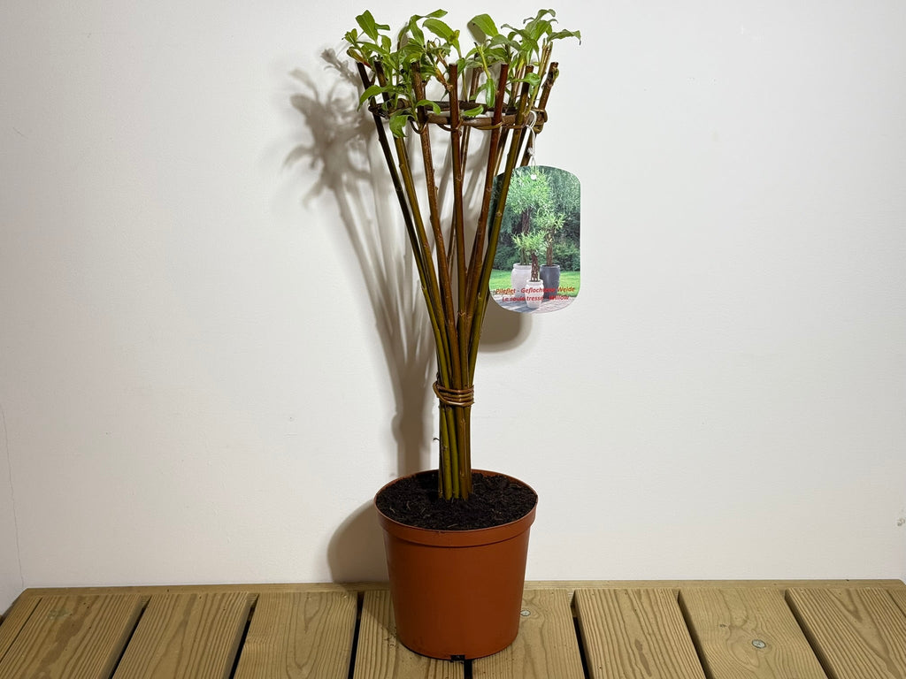 Salix Hybrid Americana Living Braided Willow Tree Sculpture 50cm, 15cm pot (50-06) - SGP Garden Ltd