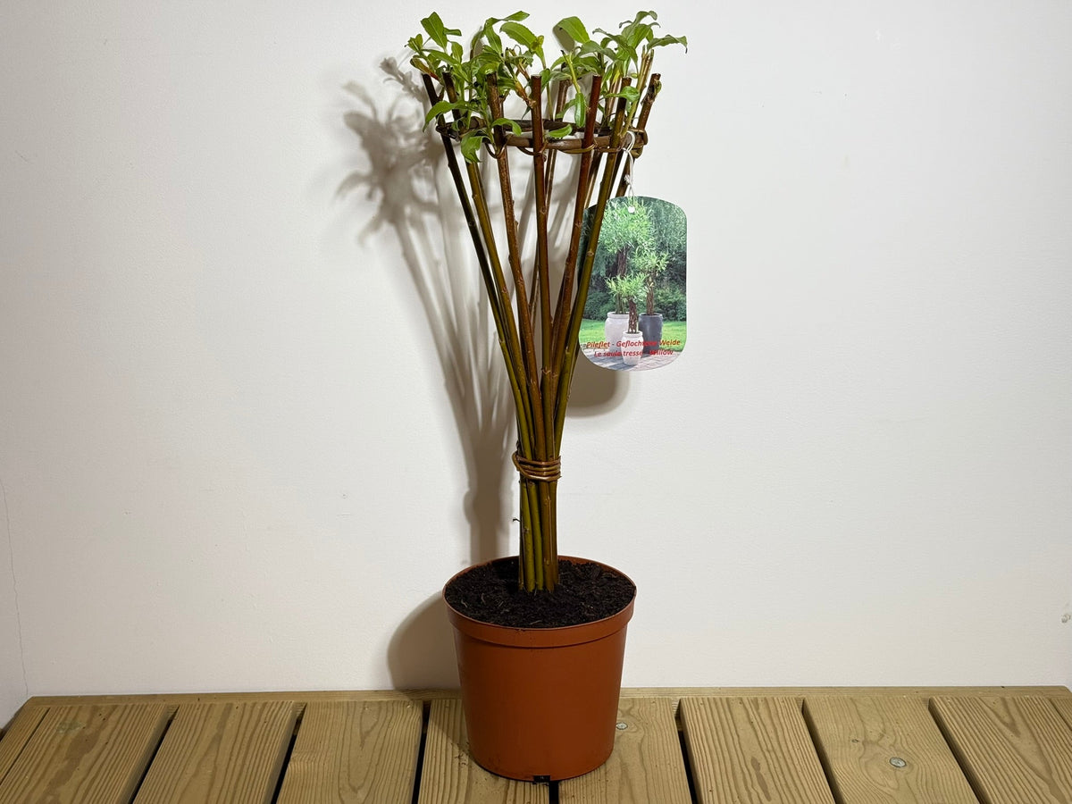 Salix Hybrid Americana Living Braided Willow Tree Sculpture 50cm, 15cm pot (50-06) - SGP Garden Ltd