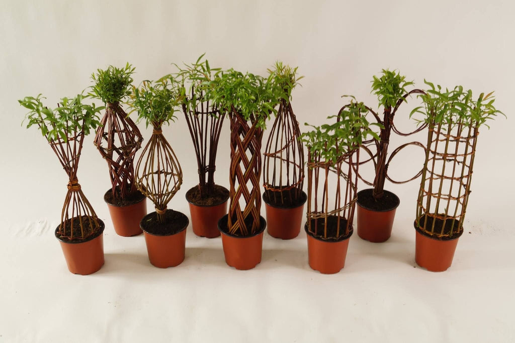 Salix Hybrid Americana Living Braided Willow Tree Sculpture 50cm, 15cm pot (50-06) - SGP Garden Ltd