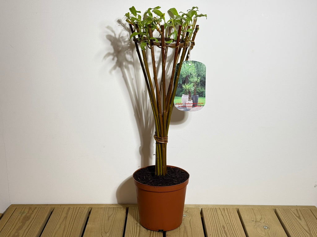 Salix Hybrid Americana Living Braided Willow Tree Sculpture 50cm, 15cm pot (50-06) - SGP Garden Ltd