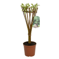Salix Hybrid Americana Living Braided Willow Tree Sculpture 50cm, 15cm pot (50-06) - SGP Garden Ltd
