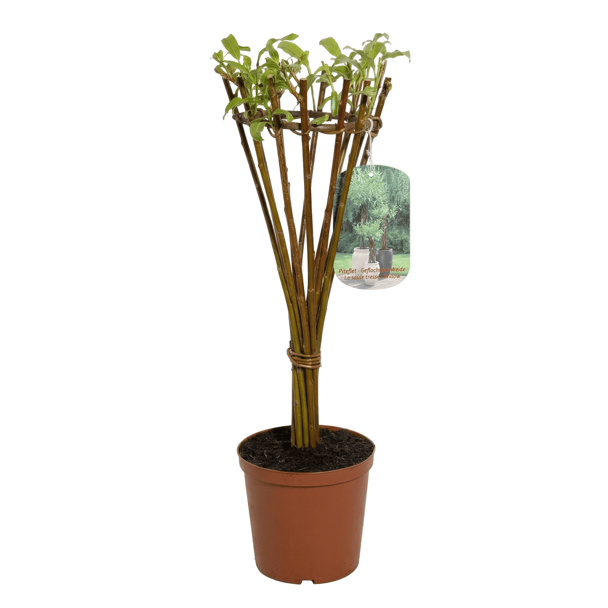 Salix Hybrid Americana Living Braided Willow Tree Sculpture 50cm, 15cm pot (50-06) - SGP Garden Ltd