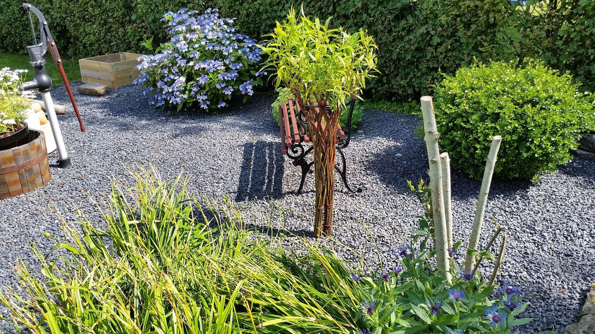 Salix Hybrid Americana Living Braided Willow Tree Sculpture 50cm, 15cm pot (50-06) - SGP Garden Ltd