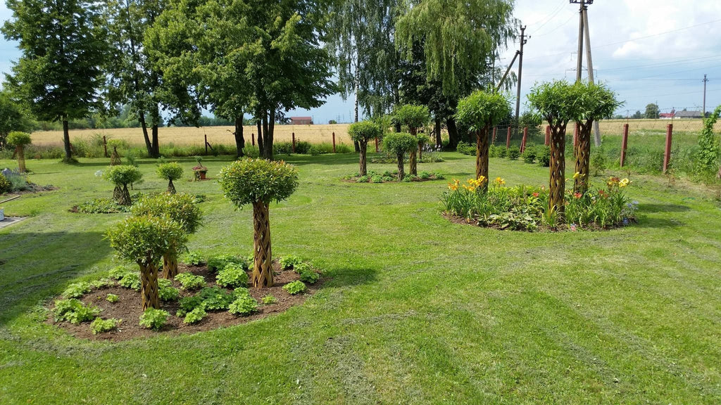Salix Hybrid Americana Living Braided Willow Tree Sculpture 50cm, 15cm pot (50-06) - SGP Garden Ltd