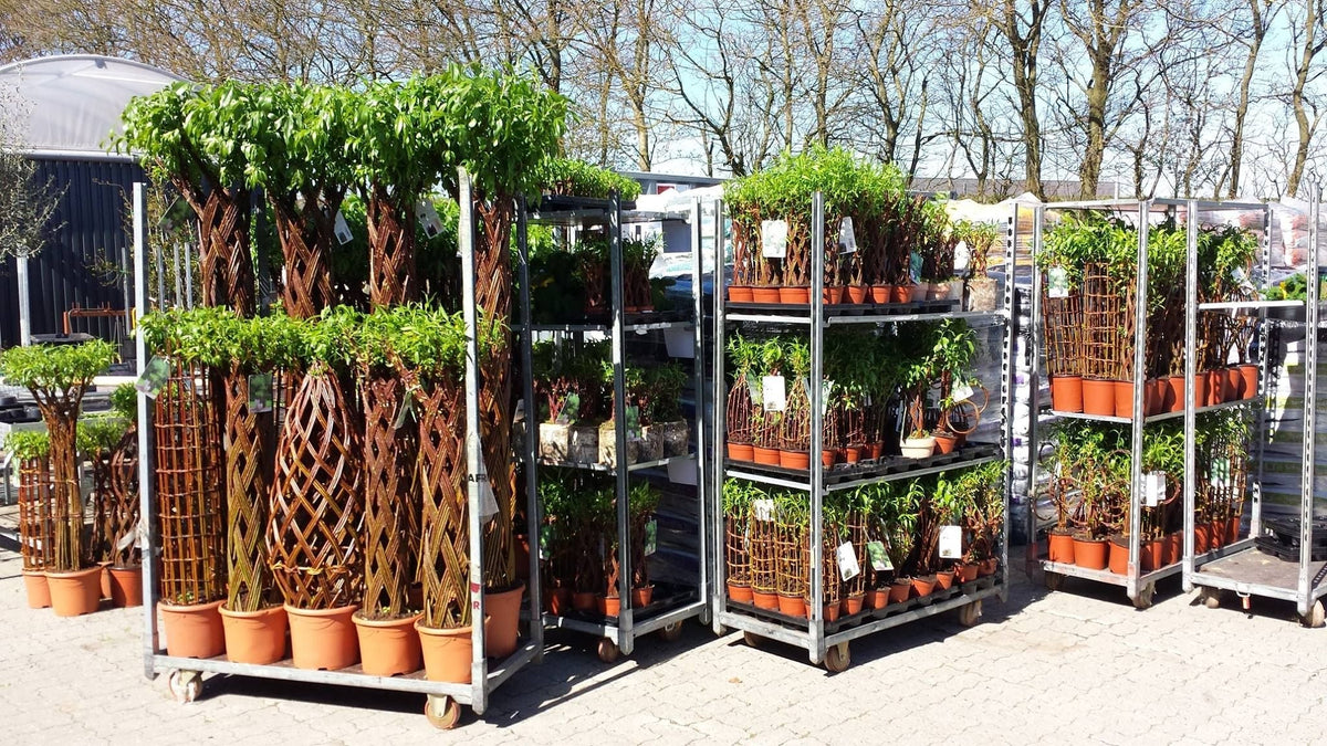 Salix Hybrid Americana Living Braided Willow Tree Sculpture 50cm, 15cm pot (50-06) - SGP Garden Ltd