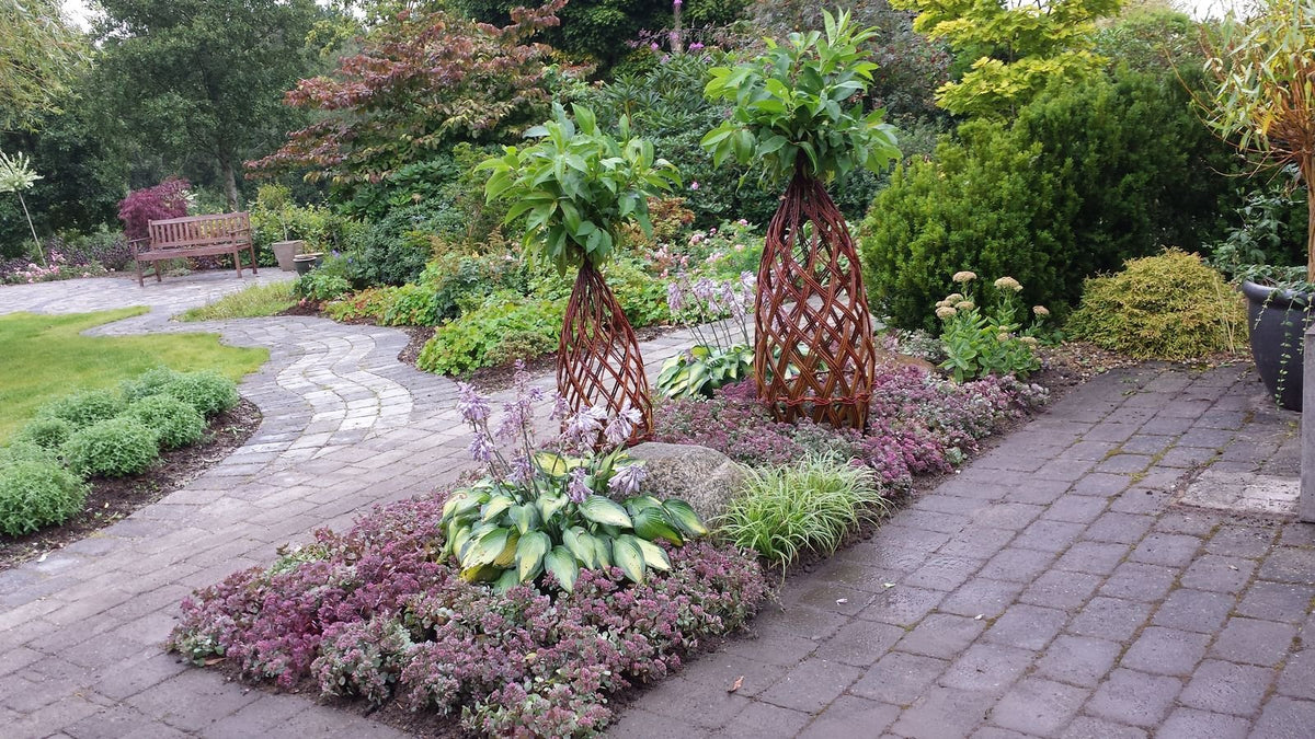 Salix Hybrid Americana Living Braided Willow Tree Sculpture 50cm, 15cm pot (50-06) - SGP Garden Ltd