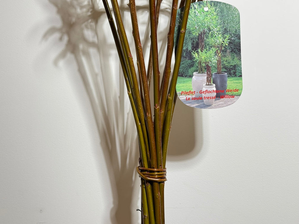 Salix Hybrid Americana Living Braided Willow Tree Sculpture 50cm, 15cm pot (50-06) - SGP Garden Ltd