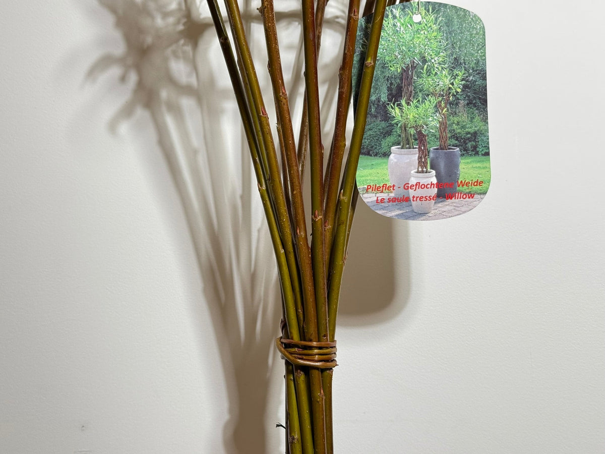 Salix Hybrid Americana Living Braided Willow Tree Sculpture 50cm, 15cm pot (50-06) - SGP Garden Ltd