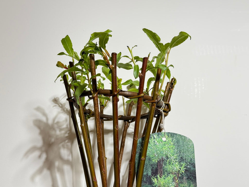Salix Hybrid Americana Living Braided Willow Tree Sculpture 50cm, 15cm pot (50-06) - SGP Garden Ltd