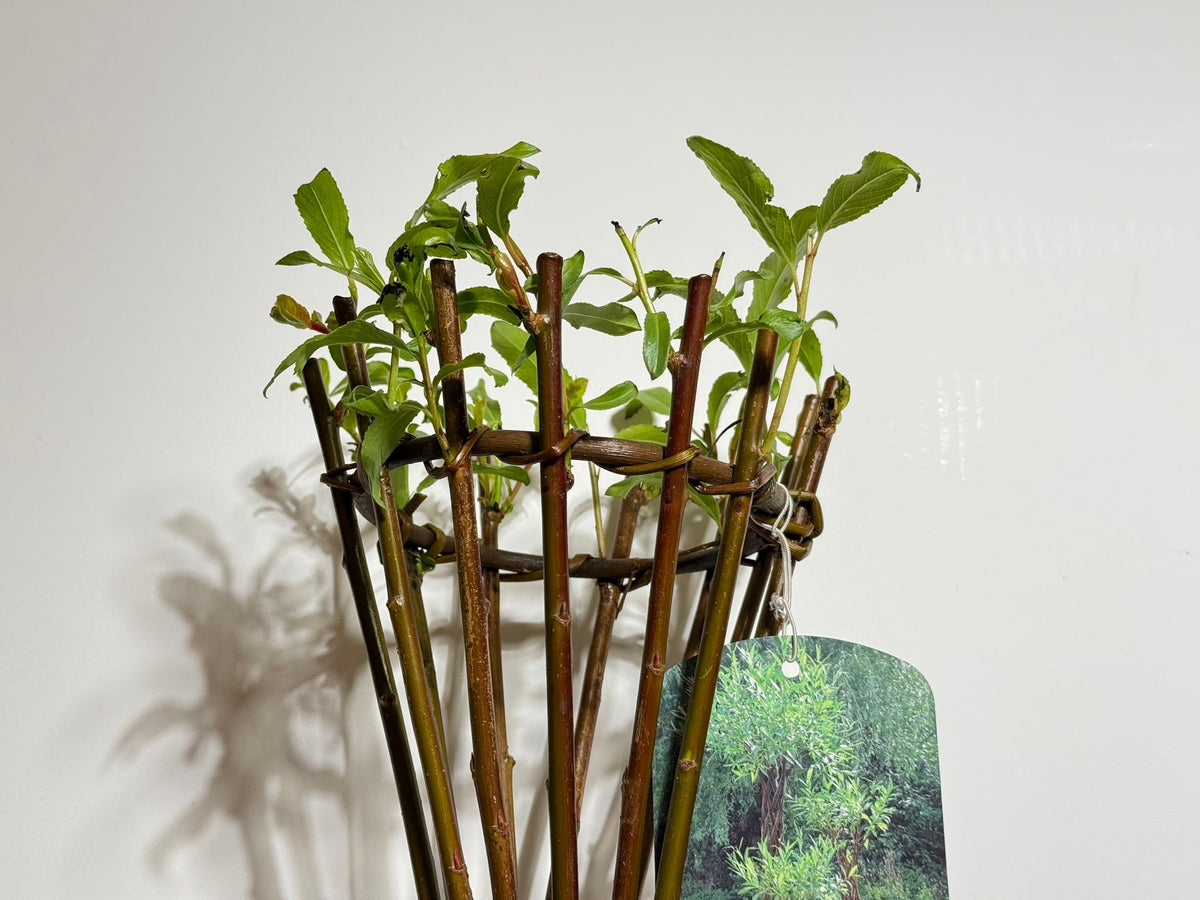 Salix Hybrid Americana Living Braided Willow Tree Sculpture 50cm, 15cm pot (50-06) - SGP Garden Ltd