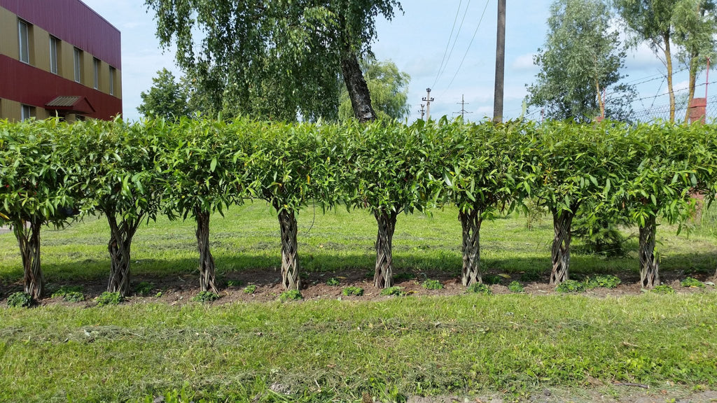 Salix Hybrid Americana Living Braided Willow Tree Sculpture 50cm, 15cm pot (50-08) - SGP Garden Ltd