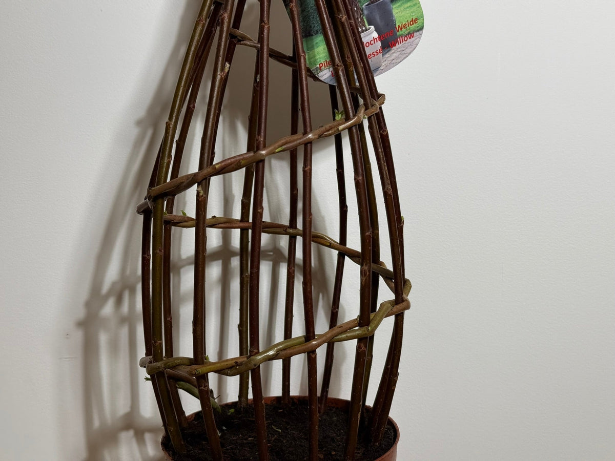 Salix Hybrid Americana Living Braided Willow Tree Sculpture 50cm, 15cm pot (50-08) - SGP Garden Ltd