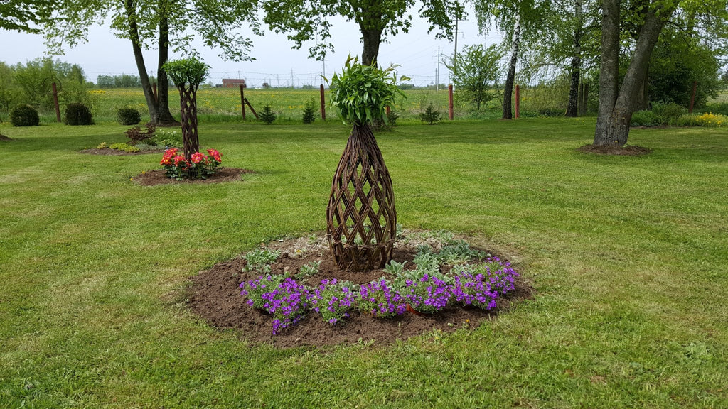 Salix Hybrid Americana Living Braided Willow Tree Sculpture 50cm, 15cm pot (50-08) - SGP Garden Ltd