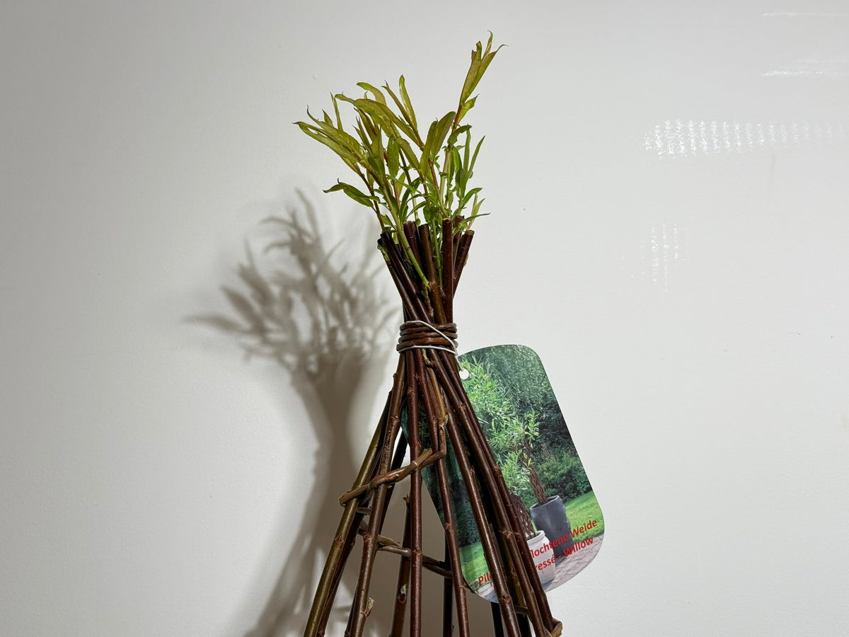 Salix Hybrid Americana Living Braided Willow Tree Sculpture 50cm, 15cm pot (50-08) - SGP Garden Ltd