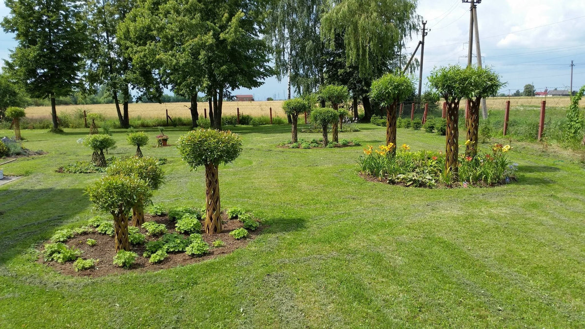 Salix Hybrid Americana Living Braided Willow Tree Sculpture 50cm, 15cm pot (50-08) - SGP Garden Ltd