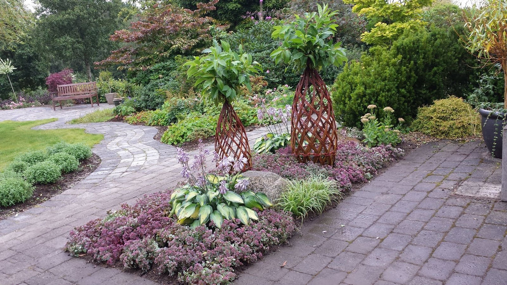 Salix Hybrid Americana Living Braided Willow Tree Sculpture 50cm, 15cm pot (50-08) - SGP Garden Ltd