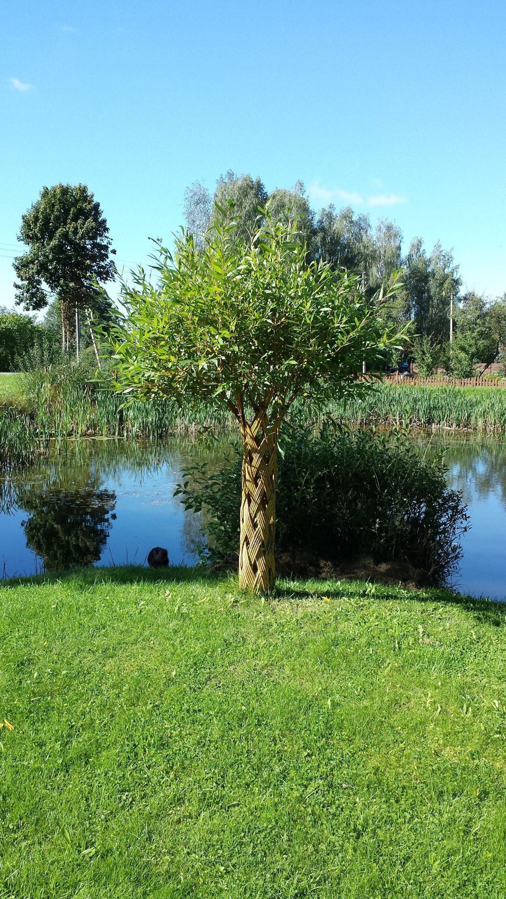 Salix Hybrid Americana Living Braided Willow Tree Sculpture 50cm, 15cm pot (50-08) - SGP Garden Ltd