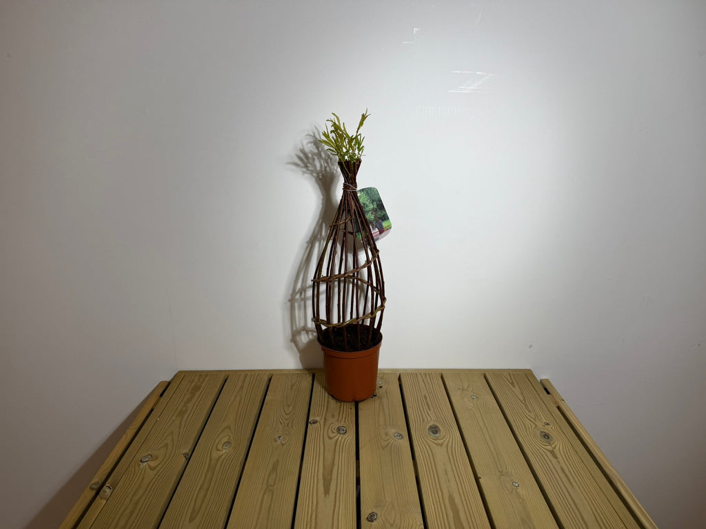 Salix Hybrid Americana Living Braided Willow Tree Sculpture 50cm, 15cm pot (50-08) - SGP Garden Ltd
