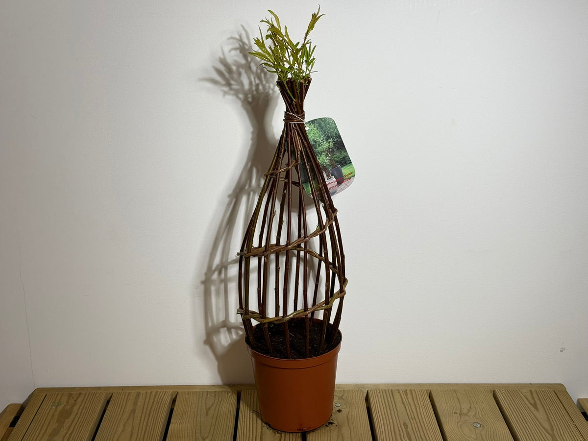 Salix Hybrid Americana Living Braided Willow Tree Sculpture 50cm, 15cm pot (50-08) - SGP Garden Ltd
