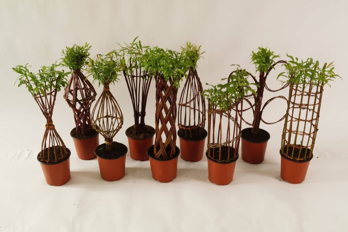Salix Hybrid Americana Living Braided Willow Tree Sculpture 50cm, 15cm pot (50-08) - SGP Garden Ltd
