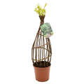 Salix Hybrid Americana Living Braided Willow Tree Sculpture 50cm, 15cm pot (50-08) - SGP Garden Ltd