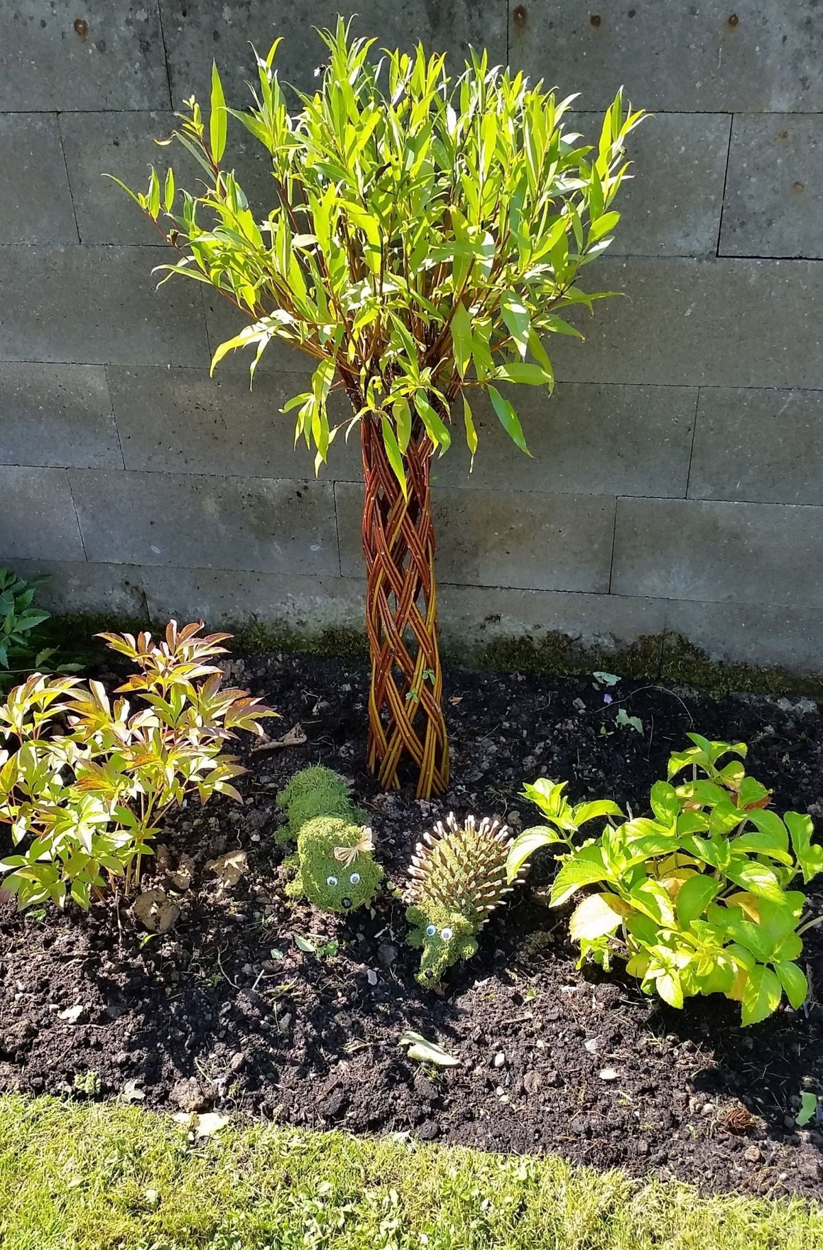 Salix Hybrid Americana Living Braided Willow Tree Sculpture 50cm, 15cm pot (50-08) - SGP Garden Ltd