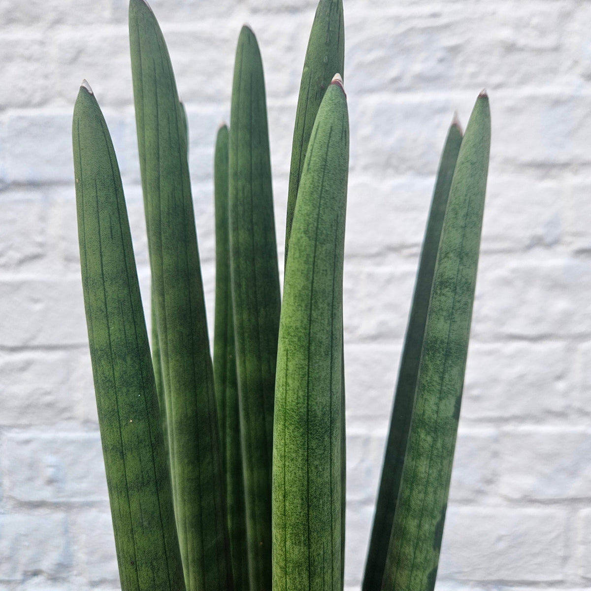 Sansevieria bacularis 'Mikado' (Snake Plant) - SGP Garden Ltd