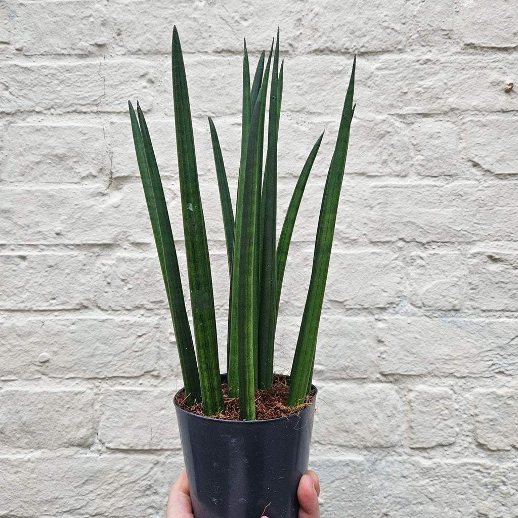 Sansevieria bacularis 'Mikado' (Snake Plant) - SGP Garden Ltd