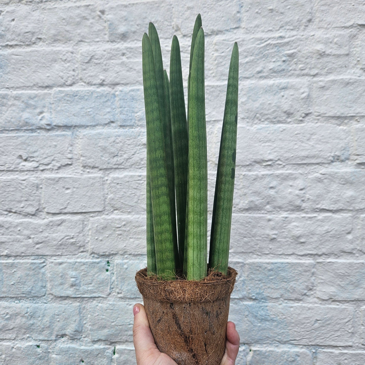 Sansevieria bacularis 'Mikado' (Snake Plant) - SGP Garden Ltd