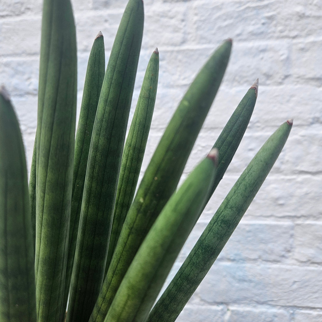 Sansevieria bacularis 'Mikado' (Snake Plant) - SGP Garden Ltd