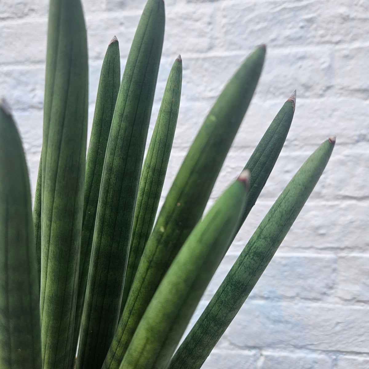 Sansevieria bacularis 'Mikado' (Snake Plant) - SGP Garden Ltd