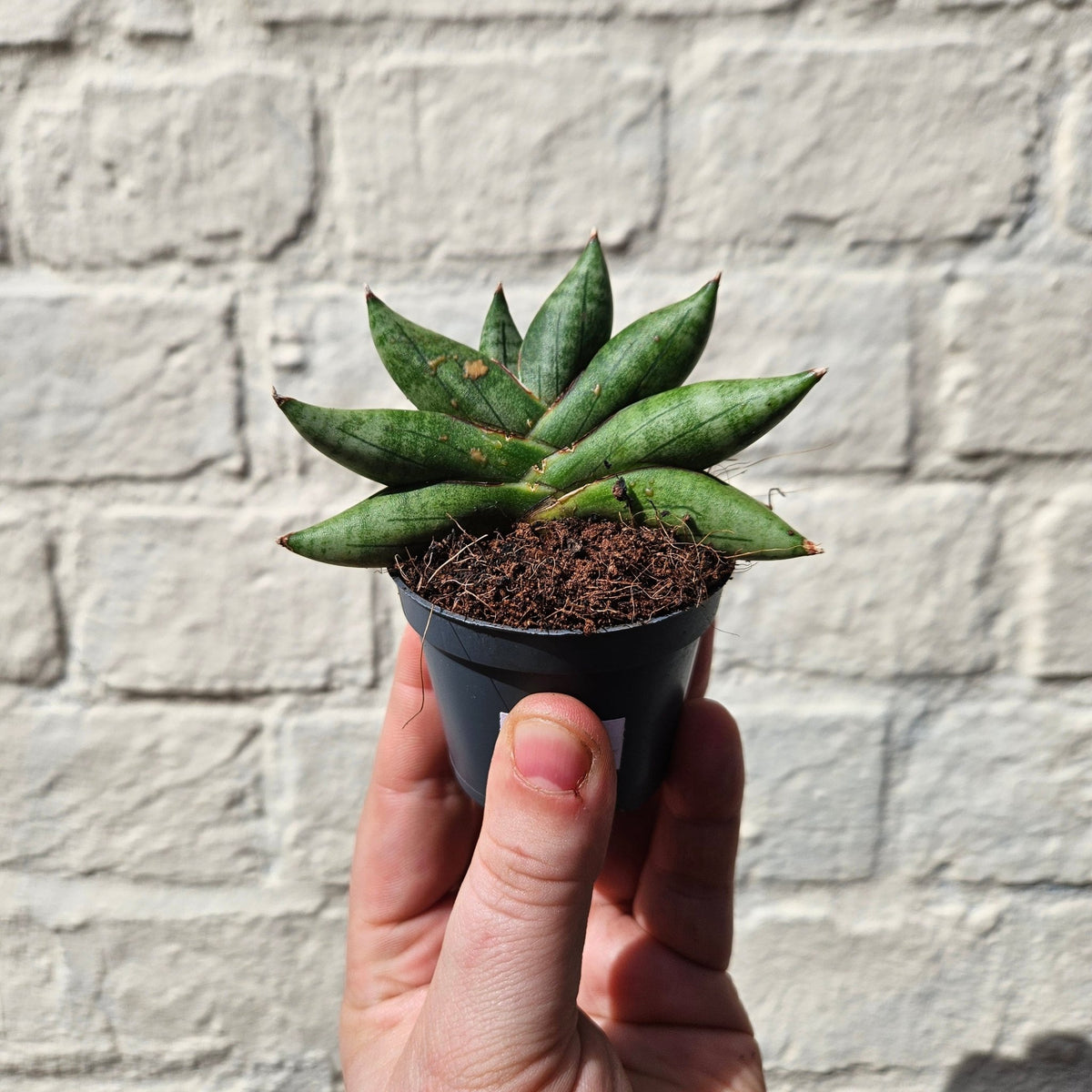 Sansevieria cylindrica boncel (Starfish Sansevieria) - SGP Garden Ltd
