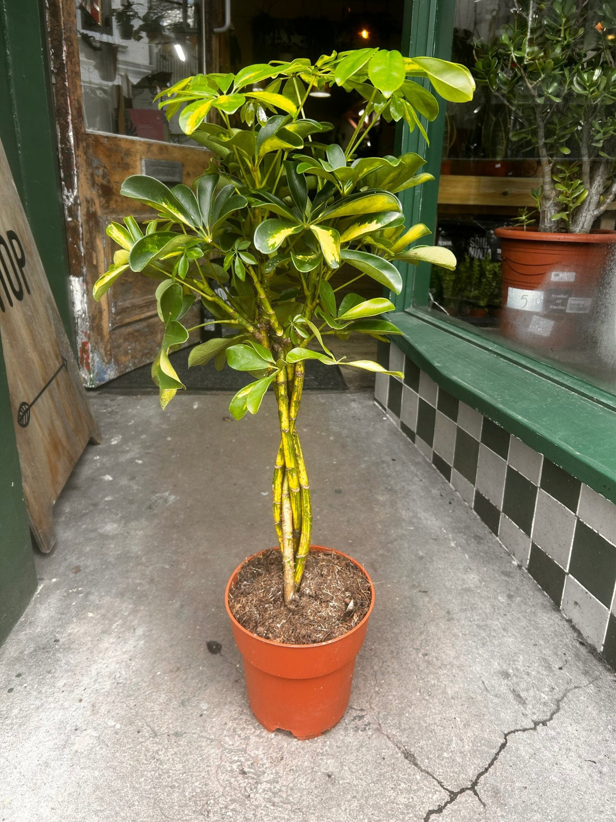 Schefflera arboricola 'Gold Capella' (Umbrella Plant) - SGP Garden Ltd