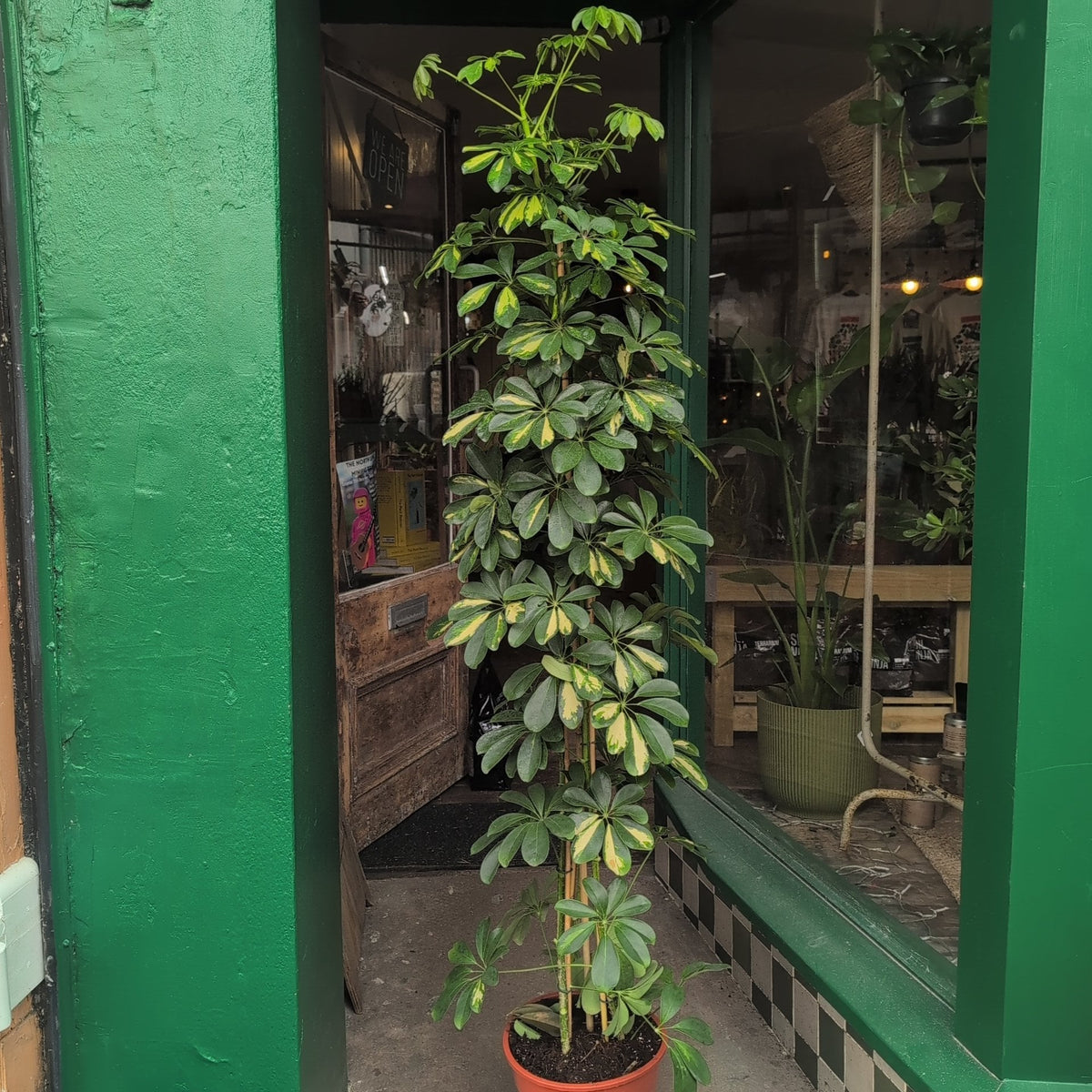 Schefflera arboricola 'Gold Capella' (Umbrella Plant) - SGP Garden Ltd