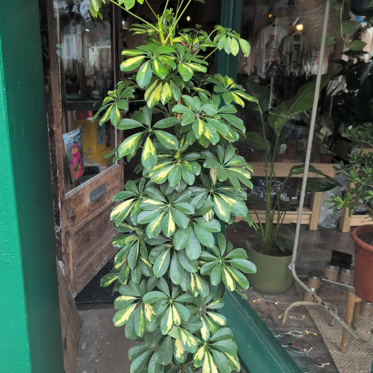 Schefflera arboricola 'Gold Capella' (Umbrella Plant) - SGP Garden Ltd