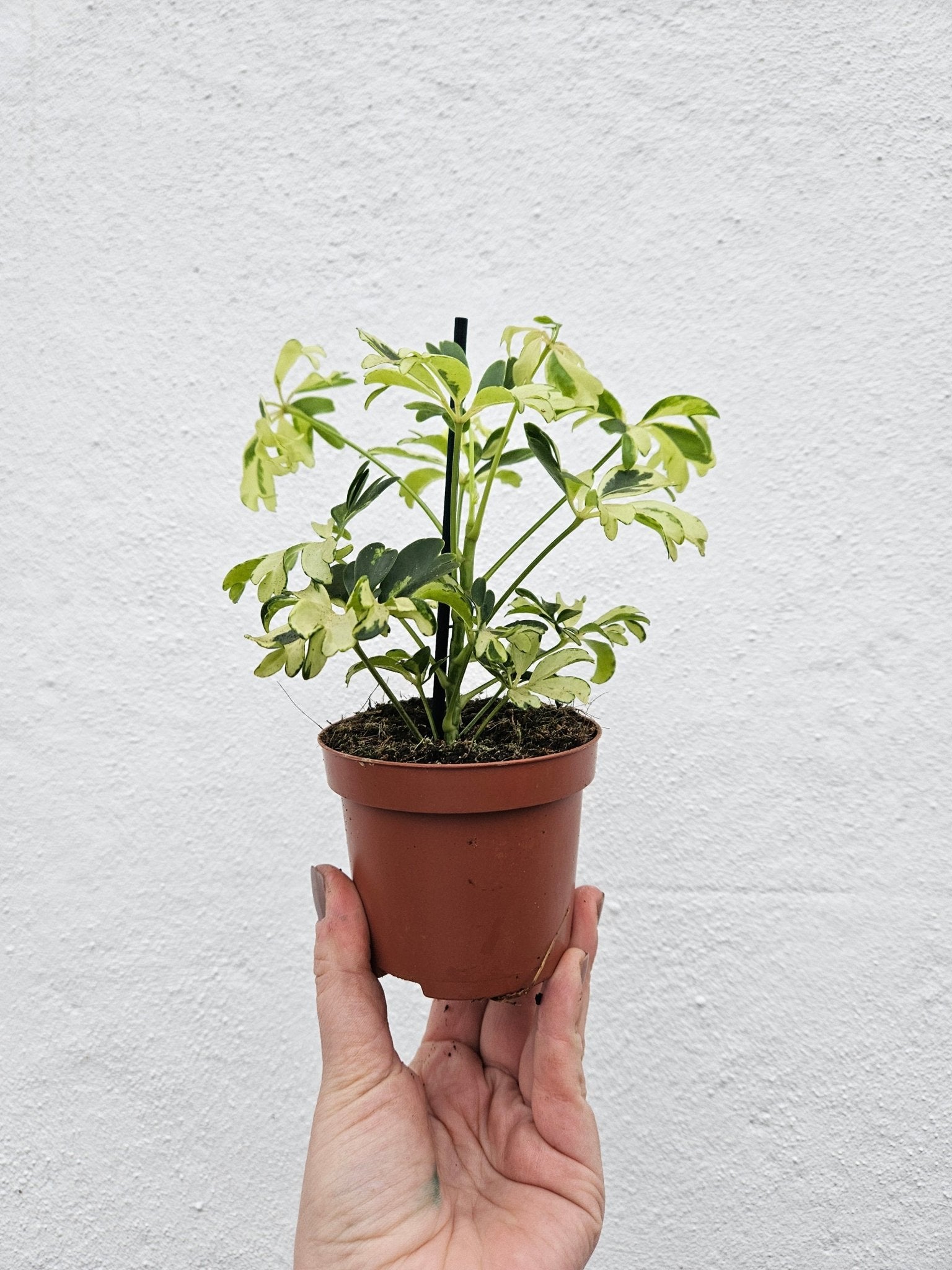 Schefflera arboricola 'Janine' (Umbrella plant) - SGP Garden Ltd