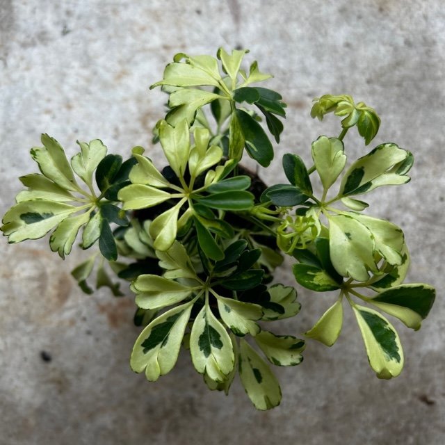 Schefflera arboricola 'Janine' (Umbrella plant) - SGP Garden Ltd