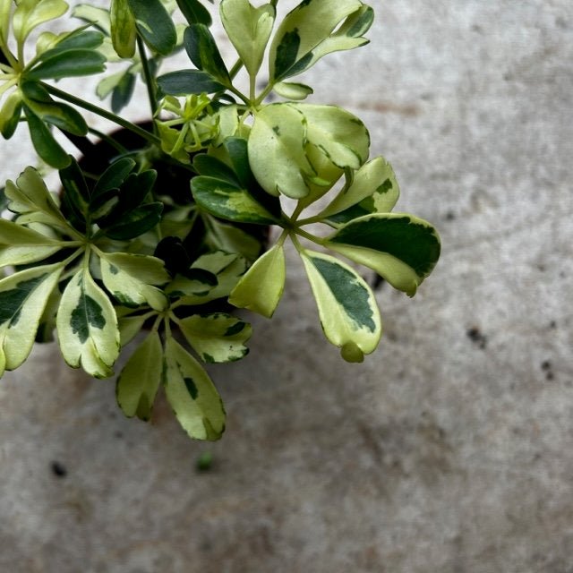 Schefflera arboricola 'Janine' (Umbrella plant) - SGP Garden Ltd
