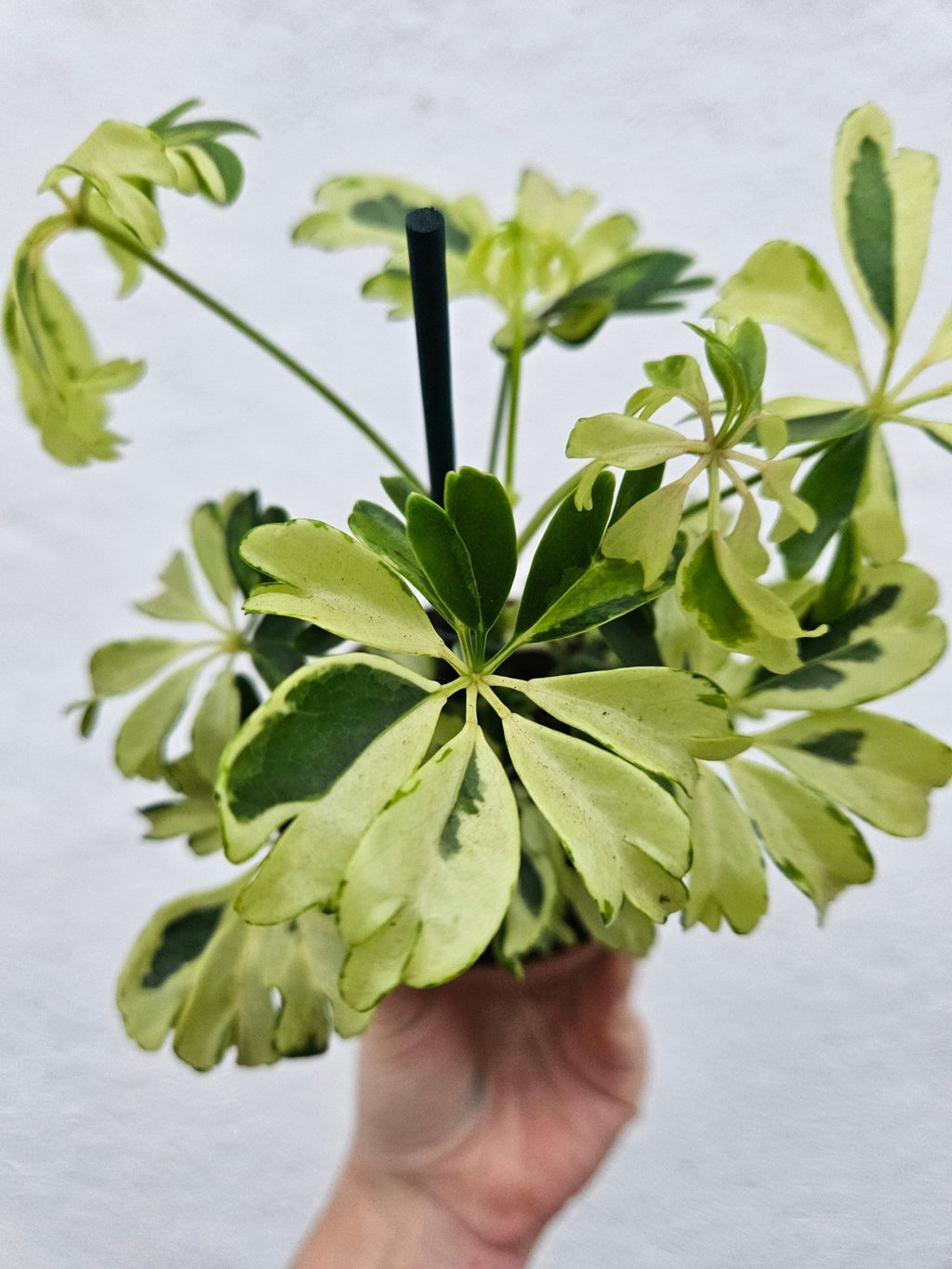 Schefflera arboricola 'Janine' (Umbrella plant) - SGP Garden Ltd