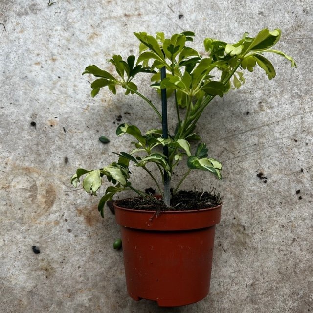 Schefflera arboricola 'Janine' (Umbrella plant) - SGP Garden Ltd