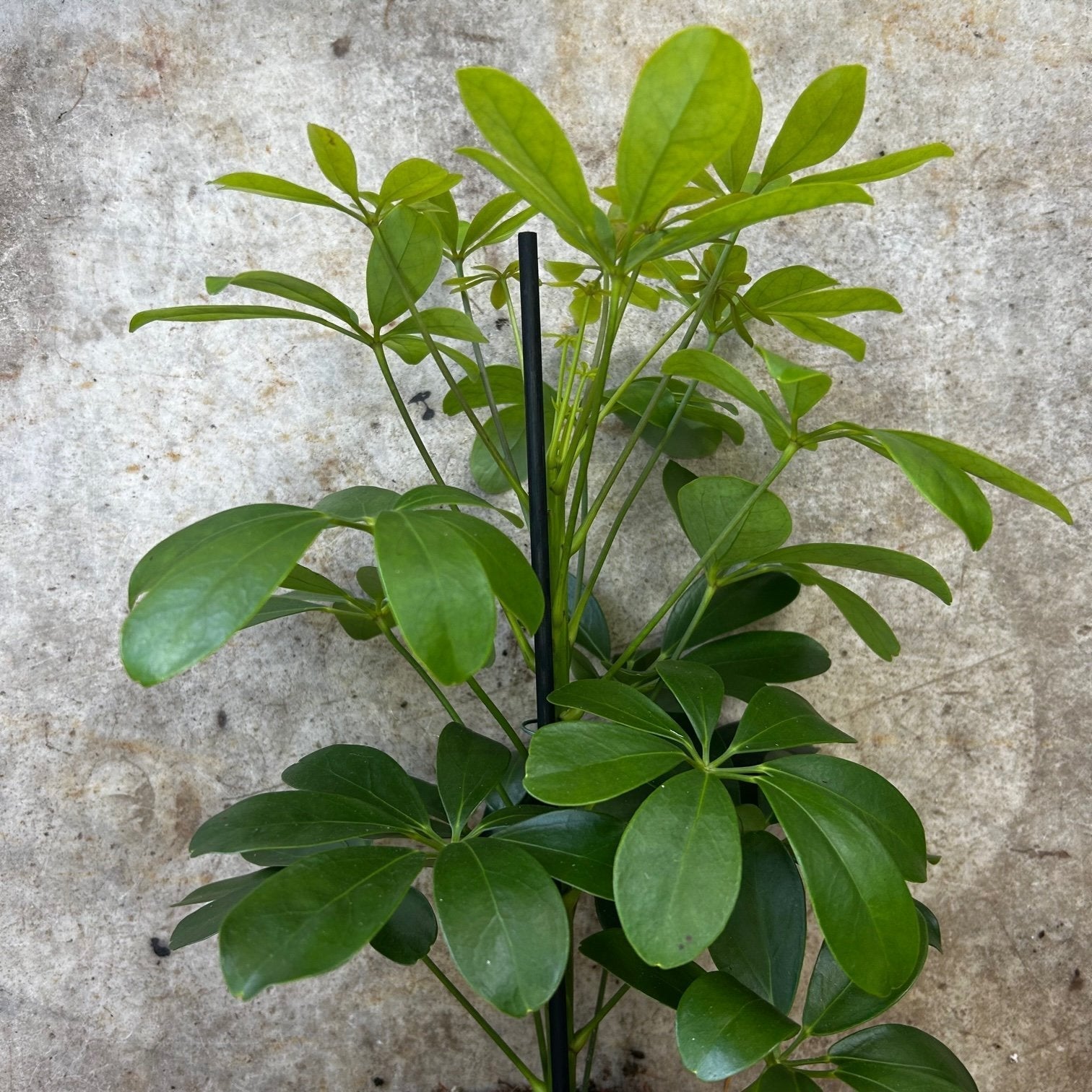 Schefflera arboricola 'Nora' (Umbrella Plant) - SGP Garden Ltd