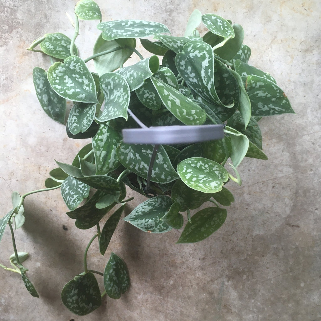 Scindapsus pictus 'Argyraeus' (Satin Pothos) - SGP Garden Ltd