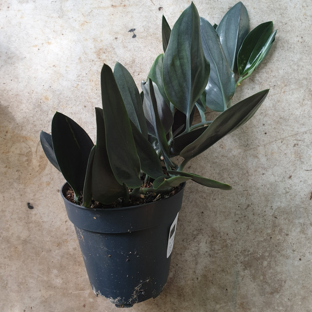 Scindapsus treubii 'Dark form' (Pothos) - SGP Garden Ltd