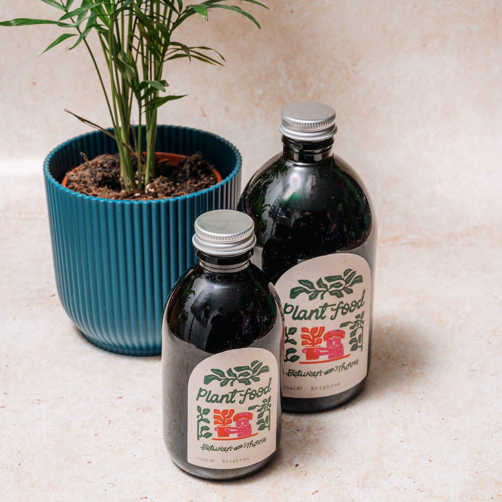 Seaweed Feed - Between Two Thorns - SGP Garden Ltd