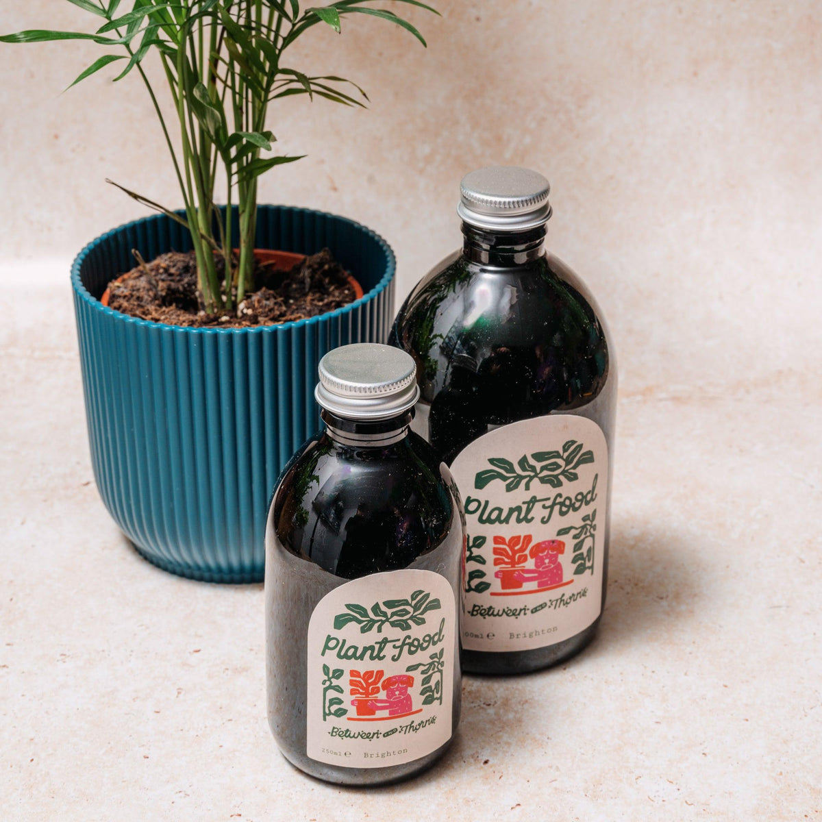 Seaweed Feed - Between Two Thorns - SGP Garden Ltd