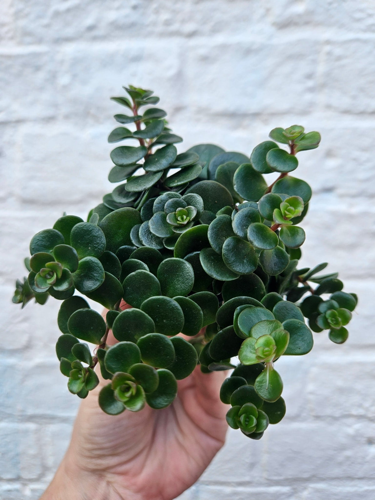 Sedum makinoi 'Tundra Tornado' - SGP Garden Ltd