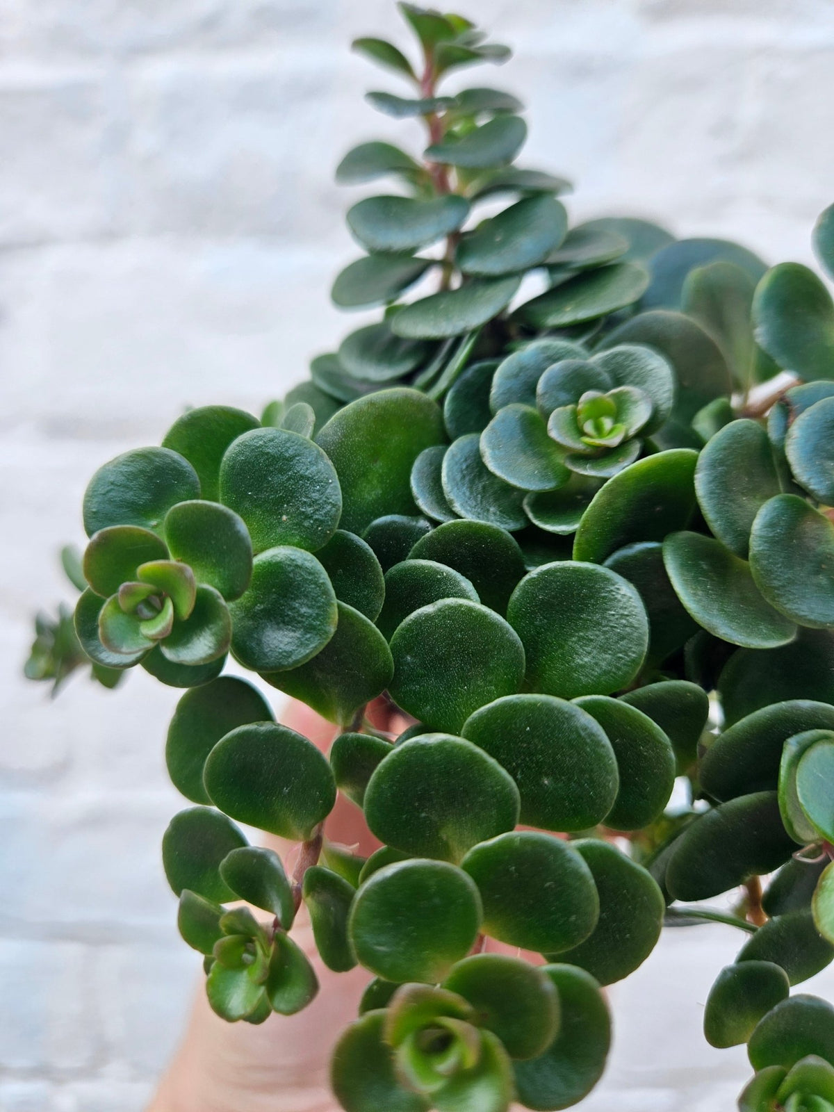 Sedum makinoi 'Tundra Tornado' - SGP Garden Ltd