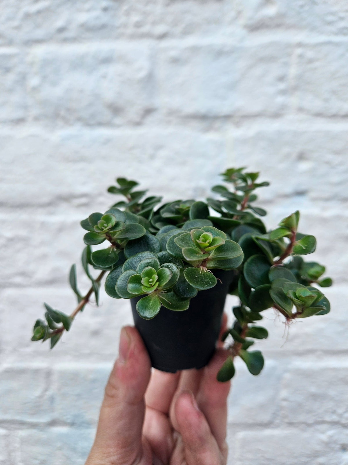 Sedum makinoi 'Tundra Tornado' - SGP Garden Ltd